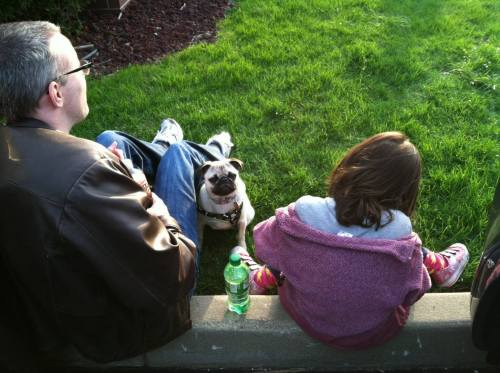 Tzippy and family at the Milwaukee Pug Fest last year. It was the first time she tasted bacon.